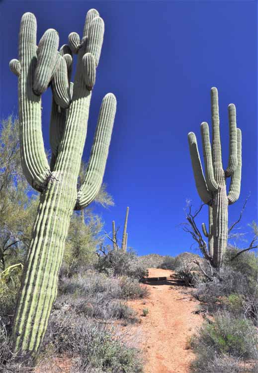 saguaro